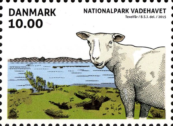 Texel Sheep (Ovis orientalis aries)