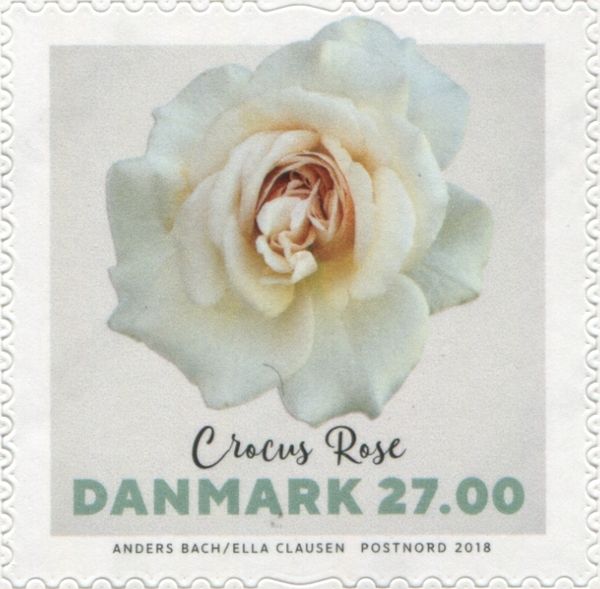 Crocus Rose