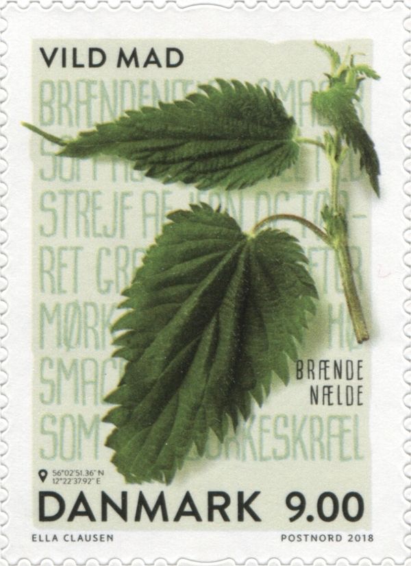 Common Nettle (Urtica dioica)