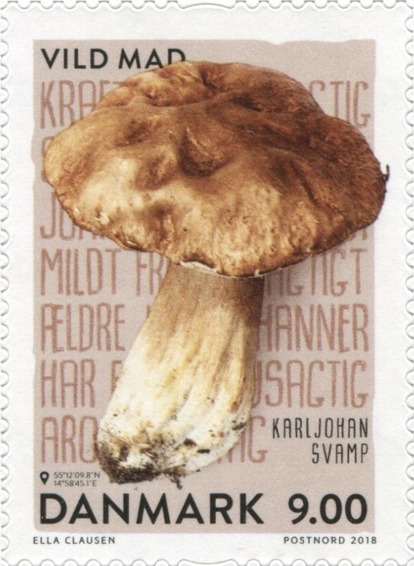 Cep (Boletus edulis)