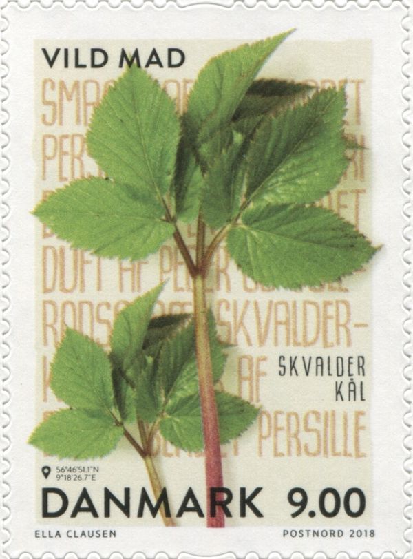 Ground Elder (Aegopodium podagraria)