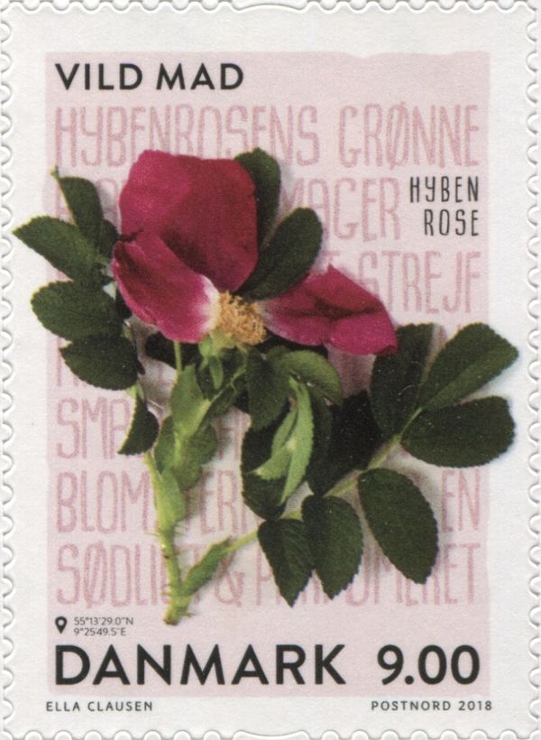 Rose Hip