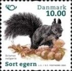 Eurasian Red Squirrel (Sciurus vulgaris)