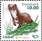 Ermine (Mustela erminea)