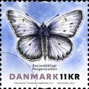 Alcon Large Blue (Phengaris alcon)