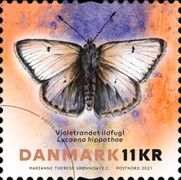 Purple-edged Copper (Lycaena hippothoe)
