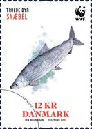 Maraena Whitefish (Coregonus maraena)