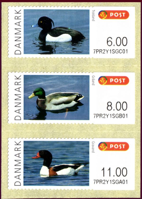 Mallard (Anas platyrhynchos)