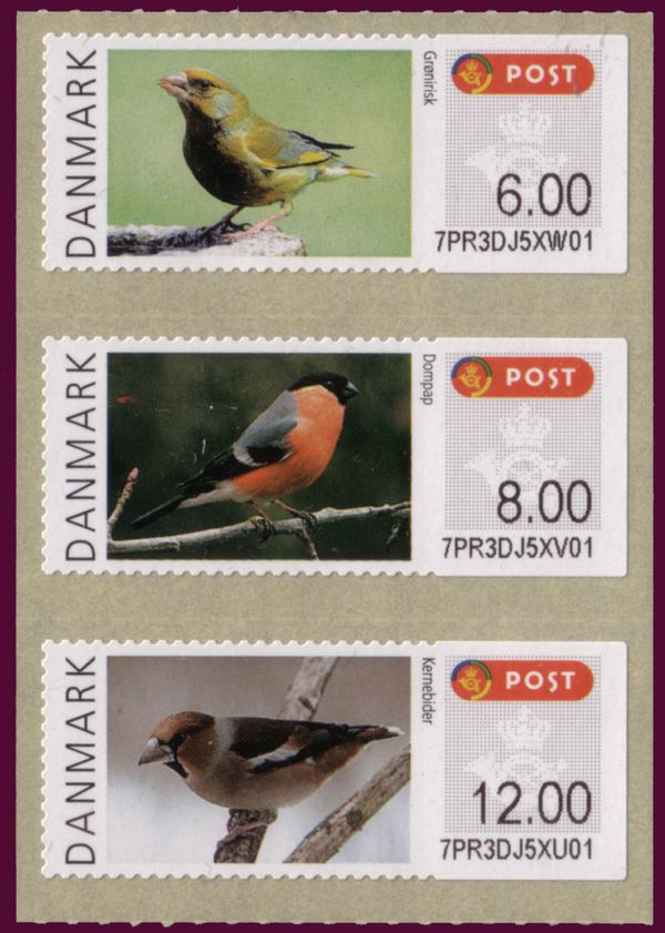 Hawfinch (Coccothraustes coccothraustes)