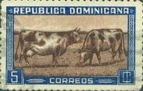 Cows