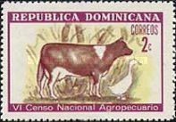 Domestic Cow (Bos primigenius taurus)