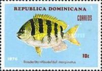 Sergeant Major (Abudefduf marginatus)