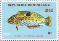 Puddingwife Wrasse (Halichoeres radiata)