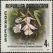 Dominican Laeliopsis (Broughtonia dominigensis)