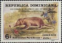 Hispaniolan Solenodon (Solenodon paradoxus)