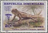 Rhinocerus Iguana (Cyclura cornuta)
