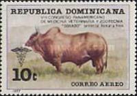 Zebu Cattle (Bos primigenius indicus), Male