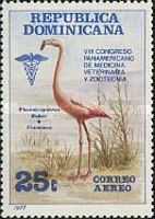 American Flamingo (Phoenicopterus ruber)