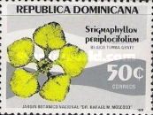 Stigmaphyllon periplocifolium