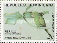 Hispaniolan Parakeet (Aratinga chloroptera)