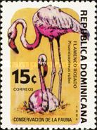 American Flamingo (Phoenicopterus ruber)