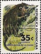 Hispaniolan Solenodon (Solenodon paradoxus)
