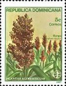 Sorghum bicolor