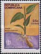 Arare (Maranta arundinacea)