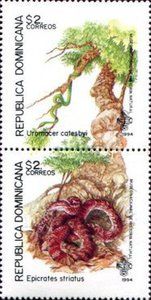 Blunt-headed Treesnake (Uromacer catesbyi)