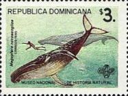 Humpback Whale (Megaptera novaeangliae)