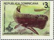 Sperm Whale (Physeter macrocephalus)