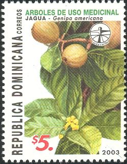 Jagua (Genipa americana)