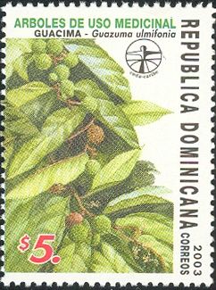 Guacima (Guazuma ulmifonia)