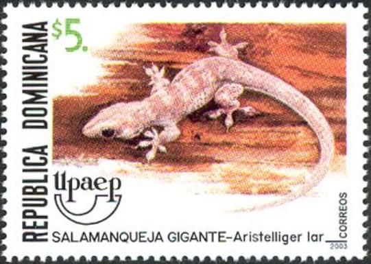 Hispaniolan Giant Gecko (Aristelliger lar)