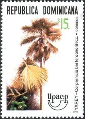 Corpernicia berteroana Becc.