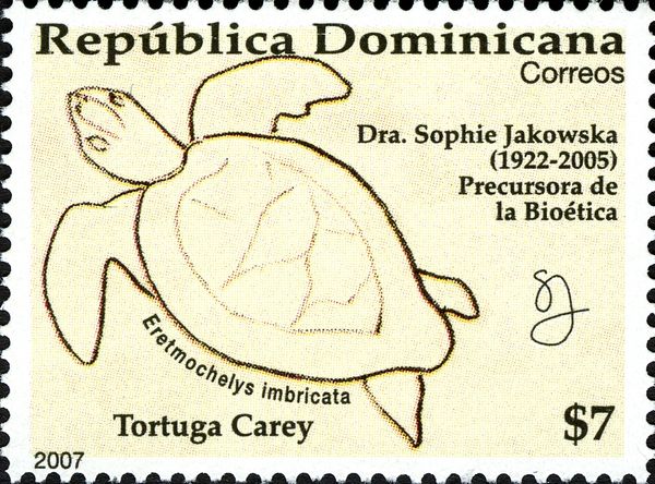 Hawksbill Turtle (Eretmochelys imbricata)