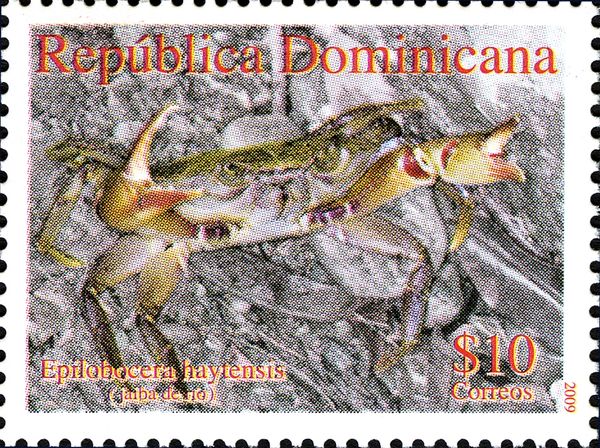 Hispaniolan Freshwater Crab (Epilobocera haytensis)