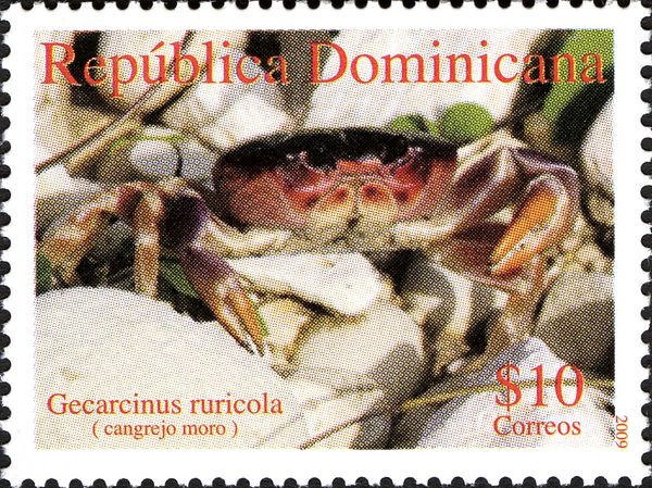Purple Land Crab (Gecarcinus ruricola)