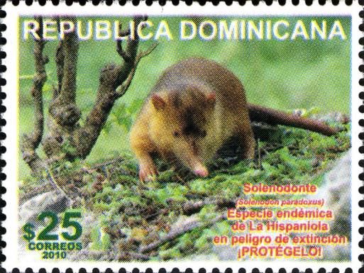 Hispaniolan Solenodon (Solenodon paradoxus)