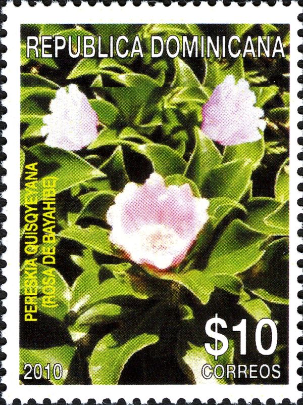 Pereskia quisqyeyana