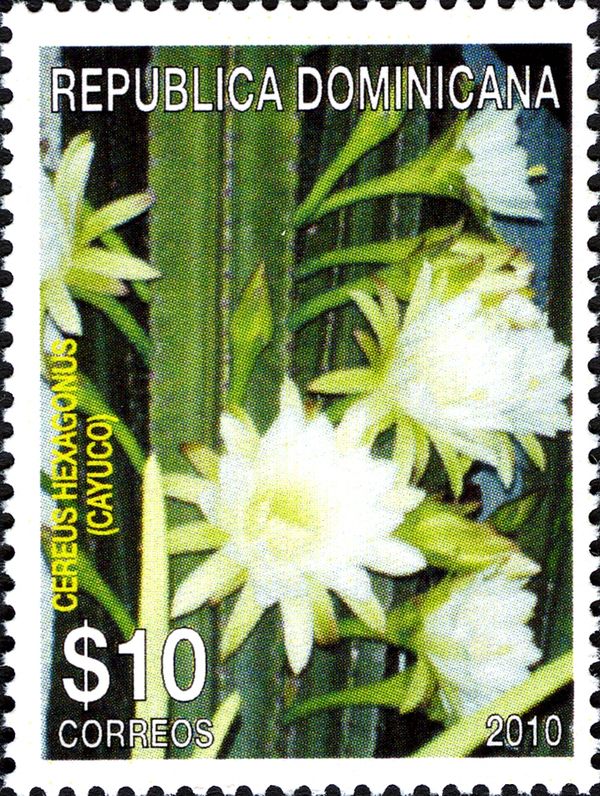 Cayuco (Cereus hexagonus)