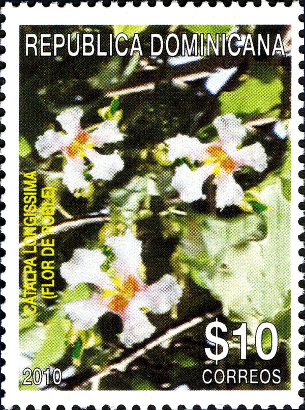 Catalpa longissima