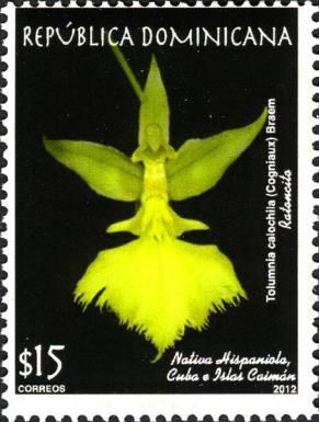 Cogniaux (Tolumnia calochila)