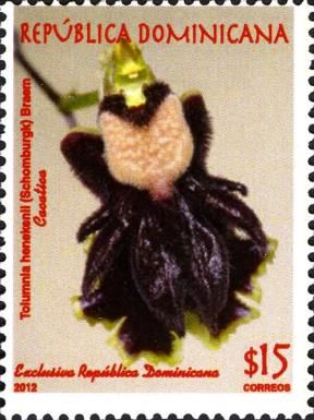 Tolumnia henekenii