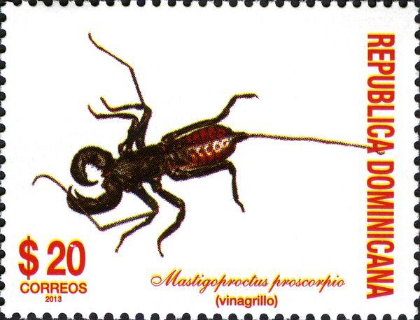 Scorpion (Mastigoproctus proscorpio)