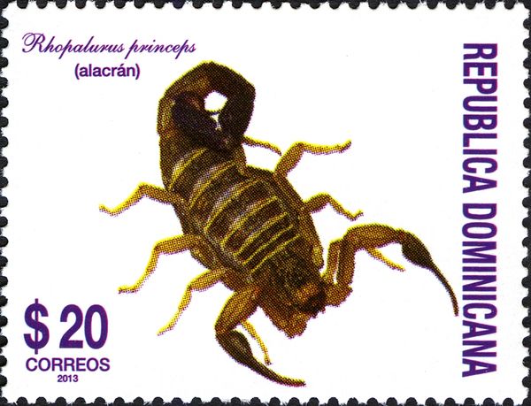Scorpion (Rhopalurus princeps)