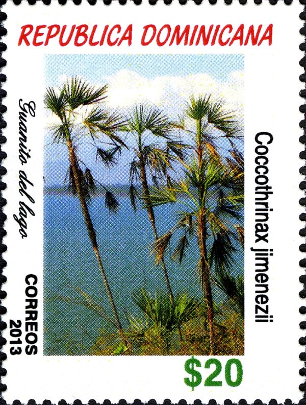 Coccothrinax jimenezii