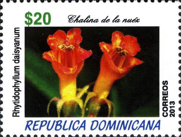 Rhytidophullum daisyanum
