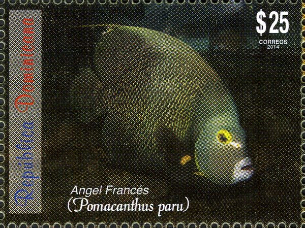 French Angelfish (Pomacanthus paru)