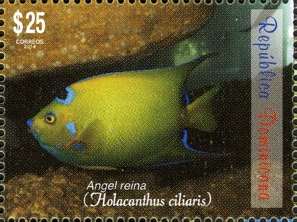Royal Angelfish (Holacanthus ciliaris)